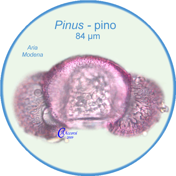 Pinus-pino-Pines-Polline-Pollen-Aria-Giugno-Modena-Pollenflora-AEROpalinologia-Foto-Carla-Alberta-Accorsi-600px