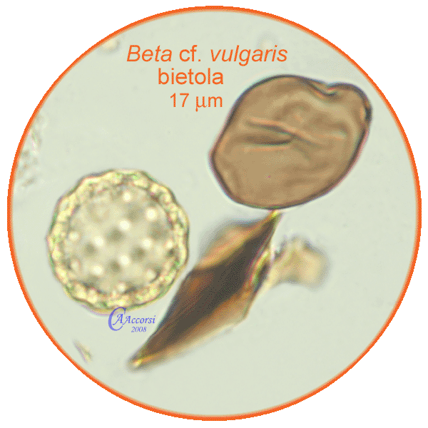 Beta-vulgaris-bietola-Beets-Pollen-Polline-Medioevo-Carpi-Pollenflora-ARCHEOpalinologia-Foto-Carla-Alberta-Accorsi-600px
