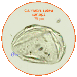 Cannabis-sativa-canapa-Hemp-Pollen-Polline-Medioevo-Carpi-Pollenflora-ARCHEOpalinologia-Foto-Carla-Alberta-Accorsi-150px