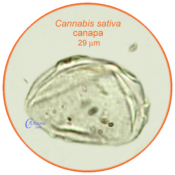 Cannabis-sativa-canapa-Hemp-Pollen-Polline-Medioevo-Carpi-Pollenflora-ARCHEOpalinologia-Foto-Carla-Alberta-Accorsi-600px