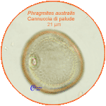 Phragmites-australis-cannuccia-di-palude-Common-Reed-pollen-polline-Medioevo-Carpi-Pollenflora-ARCHEOpalinologia-Foto-Carla-Alberta-Accorsi-150px