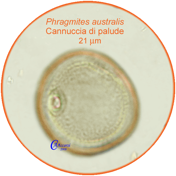 Phragmites-australis-cannuccia-di-palude-Common-Reed-pollen-polline-Medioevo-Carpi-Pollenflora-ARCHEOpalinologia-Foto-Carla-Alberta-Accorsi-600px