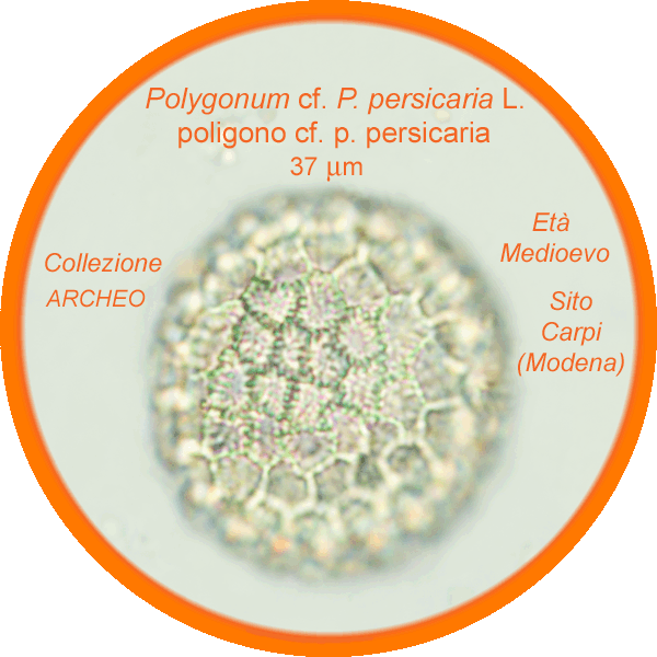 Polygonum-persicaria-poligono-persicaria-polline-pollen-Medioevo-Carpi-Pollenflora-ARCHEOpalinologia-Foto-Carla-Alberta-Accorsi-Foto1-600px