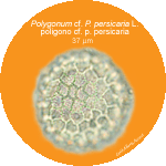 Polygonum-persicaria-poligono-persicaria-polline-pollen-Medioevo-Carpi-POllenflora-ARCHEOpalinologia-Foto-Carla-Alberta-Accorsi-Foto2-150px
