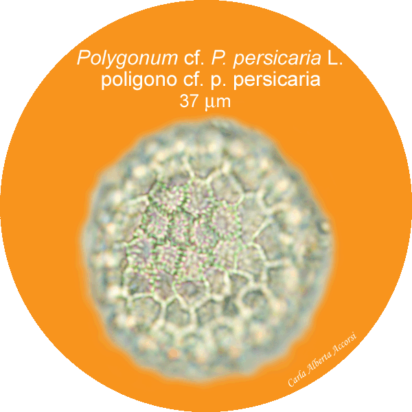 Polygonum-persicaria-poligono-persicaria-polline-pollen-Medioevo-Carpi-Pollenflora-ARCHEOpalinologia-Foto-Carla-Alberta-Accorsi-Foto2-600px