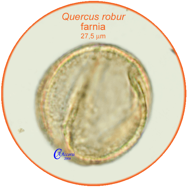 Quercus-robur-farnia-Pedunculate-Oak-pollen-polline-Medioevo-Carpi-Pollenflora-ARCHEOpalinologia-Foto-Carla-Alberta-Accorsi-600px