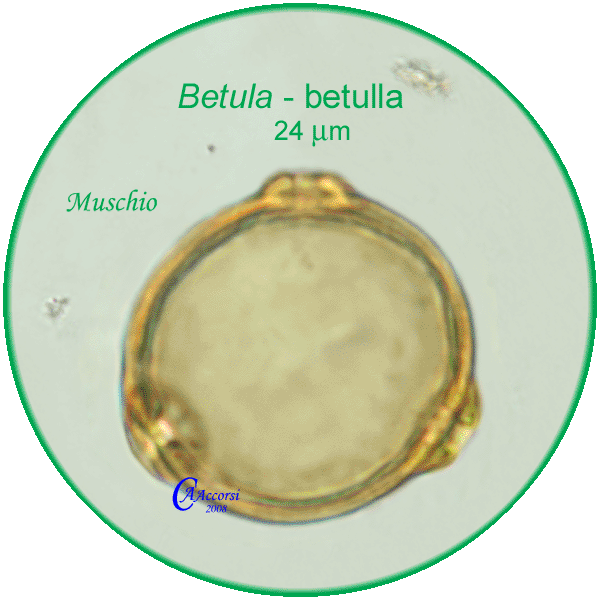 Betula-betulla-Birches-Polline-Pollen-Muschio-Carpi-Pollenflora-BRIOpalinologia-Foto-Carla-Alberta-Accorsi-600px