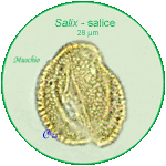 Salix-salice-Willows-polline-pollen-Muschio-Carpi-Pollenflora-BRIOpalinologia-Foto-Carla-Alberta-Accorsi-150px
