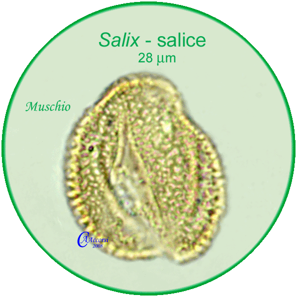 Salix-salice-Willows-polline-pollen-Muschio-Carpi-Pollenflora-BRIOpalinologia-Carla-Alberta-Accorsi-600px