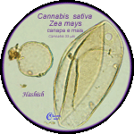 Zea-mais(con-Cannabis-sativa)-mais(con-canapa)-Maize(with-Hemp)-Polline-Pollen-Hashish-Pollenflora-CRIMINOpalinologia-Foto-Carla-Alberta-Accorsi-150px