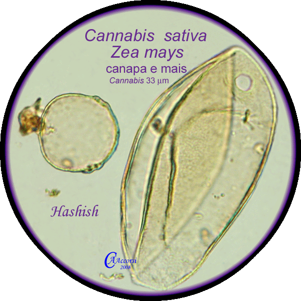 Cannabis-sativa-canapa-Hemp-Polline-Pollen-Hashish-Pollenflora-CRIMINOpalinologia-Foto-Carla-Alberta-Accorsi-600px