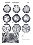 Adonis-annua-adonide-annua-Pheasant's-eye-Polline-Pollen-Pollenflora-Flora-Palinologica-Italiana-Scheda-Sm73-De-Leonardis-et-Al-1984-150px
