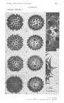 Calendula-officinalis-fiorrancio-coltivato-Pot-Marigold-Polline-Pollen-Pollenflora-Flora-Palinologica-Italiana-Scheda-S41-Accorsi-e-Forlani-1976-150px