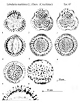 Lobularia-maritima-filigrana-comune-Sweet-Alson-Polline-Pollen-Pollenflora-Flora-Palinologica-Italiana-Scheda-S74-De -Leonardis-et-Al-1984-150px