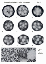 Opuntia-ficus-indica-(L.)-Miller-fico-d'India-Pricly-Pear-polline-pollen-Pollenflora-Flora-Palinologica-Italiana-Scheda-Smc12-Zizza-et-Al-1985-150px