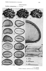 Phyllitis-scolopendrium-L.scolpendria-comune-Hart's-tongue-Polline-Pollen-Pollenflora-Flora-Palinologica-Italiana-Scheda-P3-Accorsi-e-Forlani-1976-150px