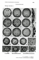 Plantago-lanceolata-L.-plantago-lanciula-Ribwort-Plantain-Polline-Pollen-Pollenflora-Flora-Palinologica-Italiana-Scheda-S45-Accorsi-e-Forlani-1976-150px