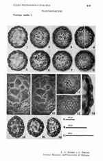 Plantago-media-L.-plantago-pelosa-Hoary-Plantain-Polline-Pollen-Pollenflora-Flora-Palinologica-Italiana-Scheda-S47-Accorsi-e-Forlani-1976-150px