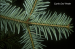 Abies-alba-abete-bianco-Silver-Fir-Pollenflora-Foto-Piante-Foto-Carlo-Del-Prete-Foto2-150px