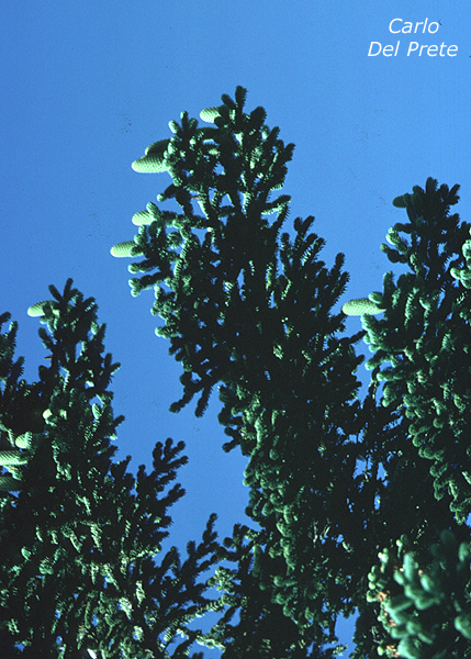 Abies-nebrodensis-abete-dei-Nebrodi-Pollenflora-Foto-Piante-Foto-Carlo-Del-Prete-Foto2-600px