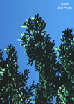 Abies-nebrodensis-abete-dei-Nebrodi-Pollenflora-Foto-Piante-Foto-Carlo-Del-Prete-Foto2-150px