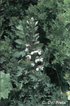 Acanthus-mollis-acanto-comune-Bear's-Breech-Pollenflora-Foto-Piante-Foto-Carlo-Del-Prete-Foto1-150px