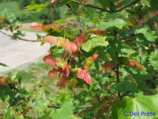 Acer-campestre-acero-oppio-Field-Maple-Pollenflora-Foto-Piante-Foto-Carlo-Del-Prete-600px