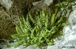 Asplenium-viride-asplenio-verde-Green-Spleenwort-Pollenflora-Foto-Piante-Foto-Carlo-Del-Prete-Foto1-150px