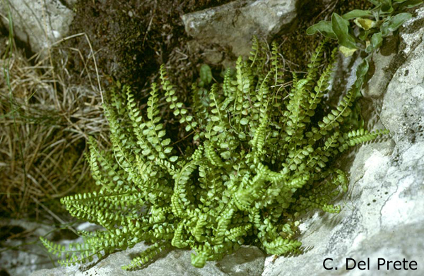 Asplenium-viride-asplenio-verde-Green-Spleenwort-Pollenflora-Foto-Piante-Foto-Carlo-Del-Prete-Foto1-600px