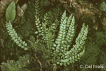 Asplenium-viride-asplenio-verde-Green-Spleenwort-Pollenflora-Foto-Piante-Foto-Carlo-Del-Prete-Foto2-150px