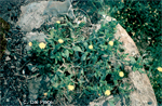 Calendula-officinalis-fiorrancio-coltivato-Pot-Marigold-Pollenflora-Foto-Piante-Foto-Carlo-Del-Prete-150px