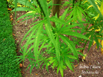 Cannabis-sativa-canapa-comune-Hemp-Pollenflora-Foto-Piante-Foto-Maria-Chiara-Montecchi-150px