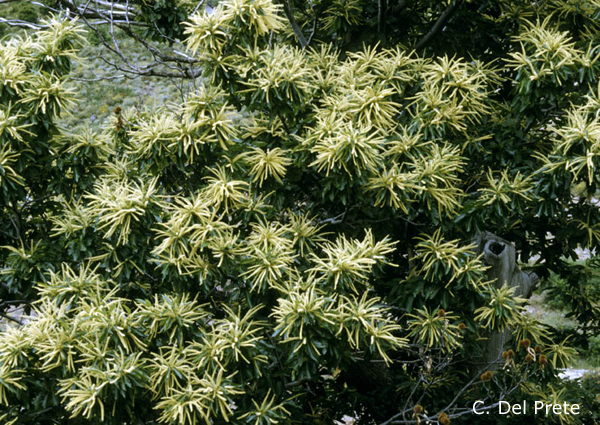 Castanea-sativa-castagno-comune-Sweet-Chestnut-Pollenflora-Foto-Piante-Foto-Carlo-Del-Prete-Foto1-600px
