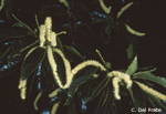 Castanea-sativa-castagno-comune-Sweet-Chestnut-Pollenflora-Foto-Piante-Foto-Carlo-Del-Prete-Foto2-150px