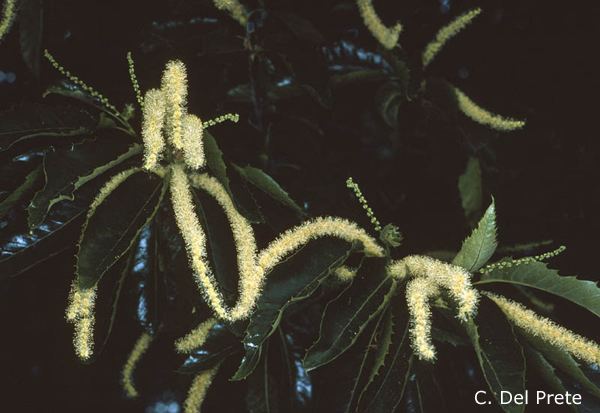 Castanea-sativa-castagno-comune-Sweet-Chestnut-Pollenflora-Foto-Piante-Foto-Carlo-Del-Prete-Foto2-600px