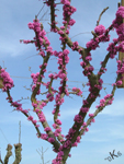 Cercis-siliquastrum-albero-di-Giuda-Judas-tree-or-European Redbud-Pollenflora-Foto-Piante-Foto-Gian-Paolo-Della-Casa-Foto1-150px