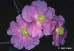 Cistus-incanus-cisto-rosso-Pollenflora-Foto-Piante-Foto-Carlo-Del-Prete-150px