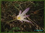 Colchicum-lusitanicum-colchico-portoghese-Meadow Saffron-Pollenflora-Foto-Piante-Foto-Fabrizio-Buldrini-150px