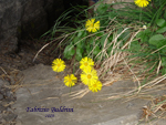 Doronicum-columnae-doronico-di-Colonna-Eastern-Leopard'-bane-Pollenflora-Foto-Piante-Foto-Fabrizio-Buldrini-Foto1-150px