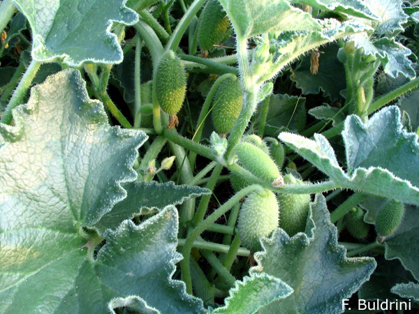 Ecballium-elaterium-cocomero-asinino-Squirting-Cucumber-Pollenflora-Foto-Piante-Foto-Fabrizio Buldrini-Foto1-600px