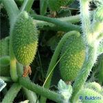 Ecballium-elaterium-cocomero-asinino-Squirting-Cucumber-Pollenflora-Foto-Piante-Foto-Fabrizio Buldrini-Foto2-150px