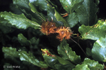 Fagus-sylvatica-faggio-comune-Beech-Pollenflora-Foto-Piante-Foto-Carlo-Del-Prete-150px
