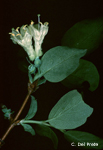 Lonicera-caprifolium-caprifoglio-peloso-Fly-Honeysuckle-Pollenflora-Foto-Piante-Foto-Carlo-Del-Prete-150px