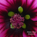 Malva-sylvestris-malva-selvatica-Common-Mallow-Pollenflora-Foto-Piante-Foto-Maria-Chiara-Montecchi-Foto2-150px