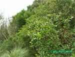 Myrtus-communis-mirto-Common-Myrtle-Pollenflora-Foto-Piante-Foto-Carlo-Montanari-Foto1-150px