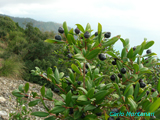 Myrtus-communis-mirto-Common-Myrtle-Pollenflora-Foto-Piante-Foto-Carlo-Montanari-Foto2-150px