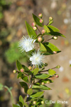 Myrtus-communis-mirto-Common-Myrtle-Pollenflora-Foto-Piante-Foto-Carlo-Del-Prete-Foto1-150px