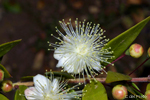 Myrtus-communis-mirto-Common-Myrtle-Pollenflora-Foto-Piante-Foto-Carlo-Del-Prete-Foto2-150px