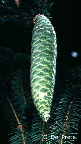 Picea-excelsa-abete-rosso-Norway-Spruce-Pollenflora-Foto-Piante-Foto-Carlo-Del-Prete-600px