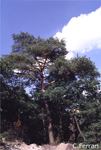 Pinus-sylvestris-pino-silvestre-Scots-Pine-Pollenflora-Foto-Piante-Foto-Carlo-Ferrari-Foto1-150px